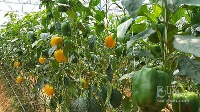 فروش فلفل دلمه ای رنگی