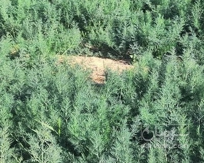 فروش شوید تازه هکتاری