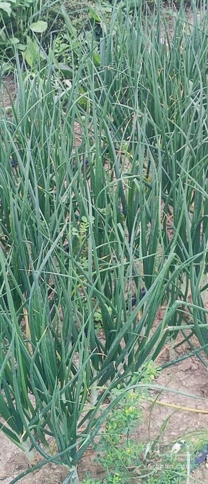 فروش پیازچه