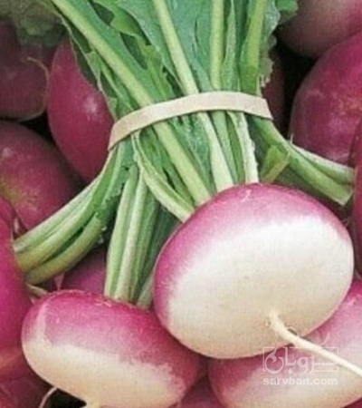 فروش شلغم دامی وخوراکی