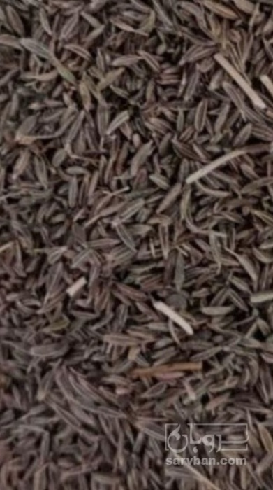 فروش زیره سبز