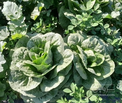 فروش کاهو ایرانی - رومانو