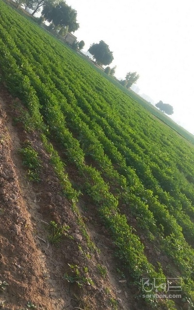 فروش جعفری تازه هکتاری چین اول