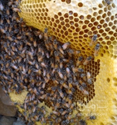 فروش عسل ارگانیک وحشی