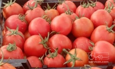 فروش گوجه فرنگی برلیان