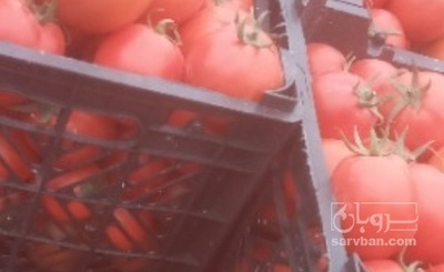 فروش گوجه فرنگی بدرو