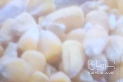 فروش ذرت دانه ایی خشک خوراک دام