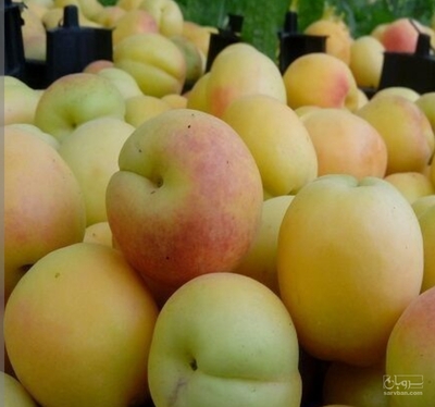 فروش زردآلو