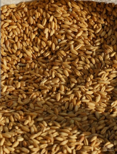 فروش گندم