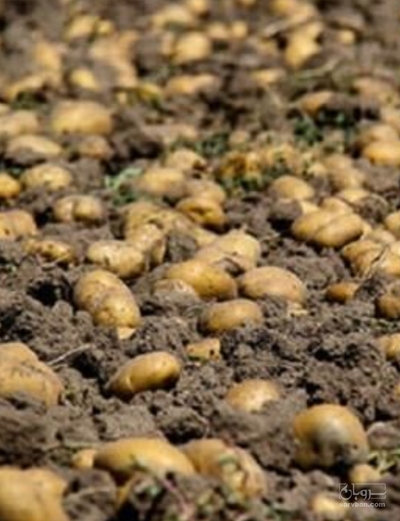 فروش سیب زمینی