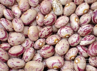 فروش لوبیا چیتی