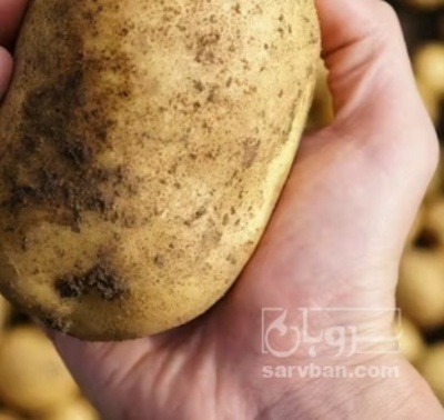 فروش سیب زمینی