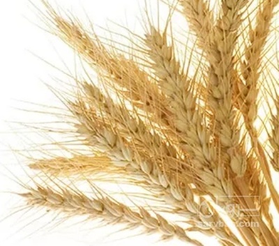 فروش گندم