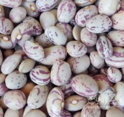 فروش لوبیا چیتی