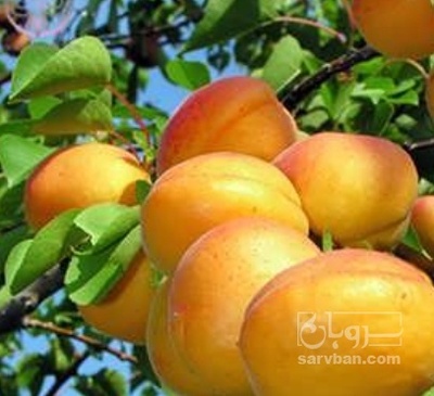 فروش زردآلو