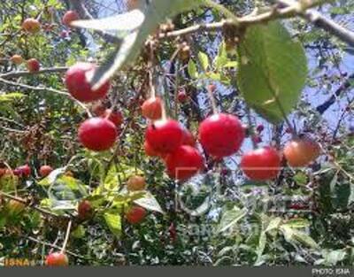 فروش آلبالو