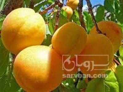 فروش زردآلو