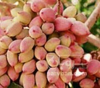 فروش پسته