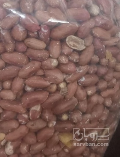 فروش بادام زمینی