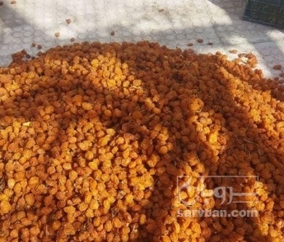 فروش آلو بخارا