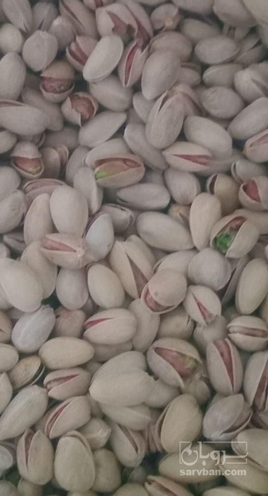 فروش پسته اکبری