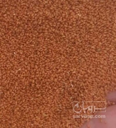 فروش خاکشیر (گیاه‌ دارویی)