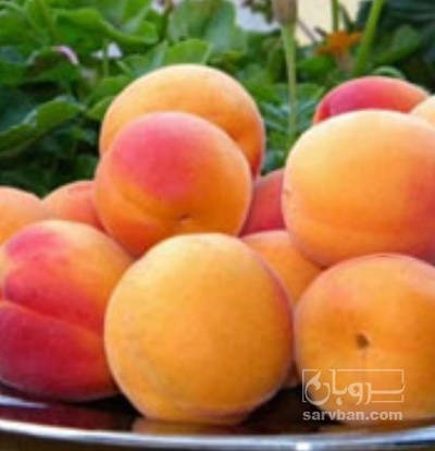 فروش زردآلو