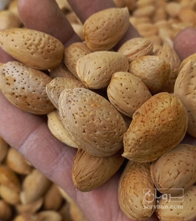 فروش بادام