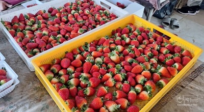 فروش توت فرنگی