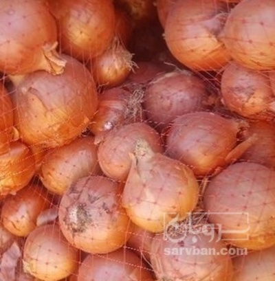 فروش پیاز زرد