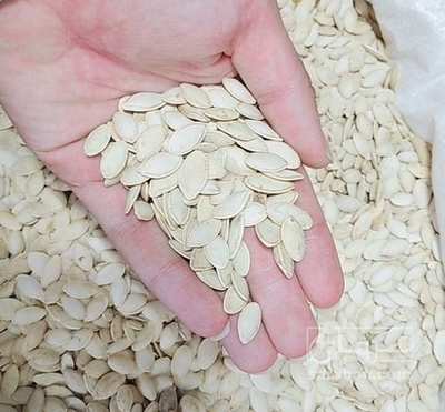 فروش تخمه کدوبوجاری