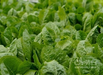 فروش اسفناج