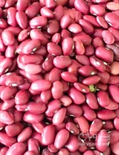 فروش لوبیا قرمز