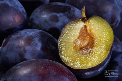 فروش آلوبخارا