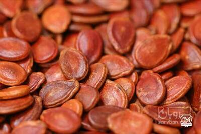 فروش تخمه ژاپنی