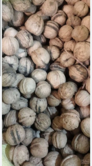 فروش گردو