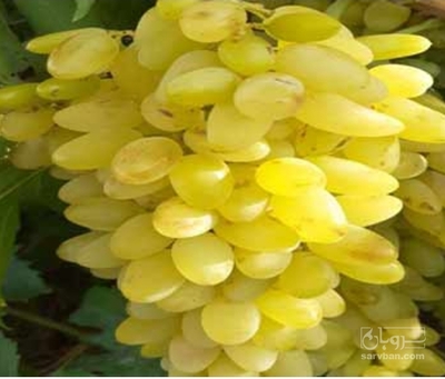 فروش انگورعسگری