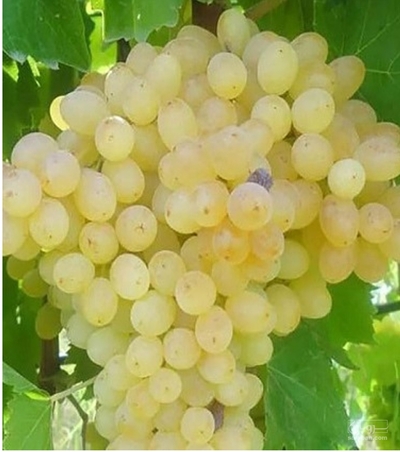 فروش انگورکشمشی