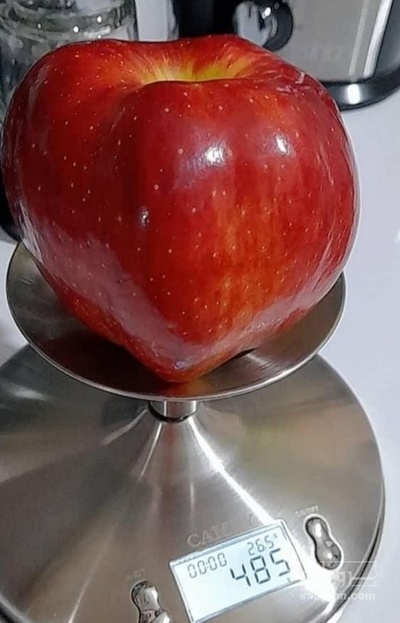 فروش سیب قرمز