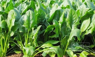 فروش اسفناج