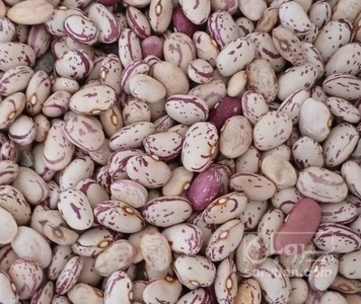 فروش لوبیا چیتی