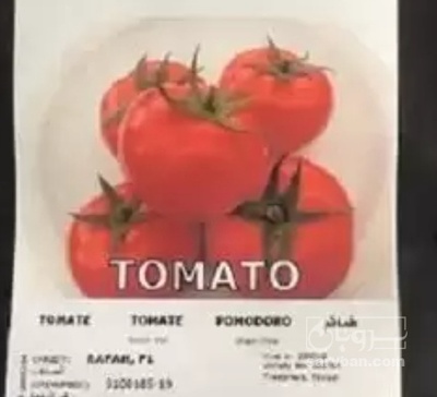 فروش  بذرگوجه فرنگی رفح و اریستا