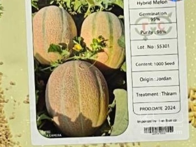 فروش بذر طالبی جانا