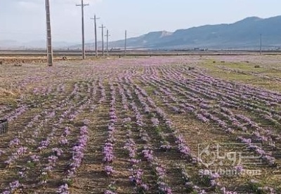 فروش زعفران سرگل