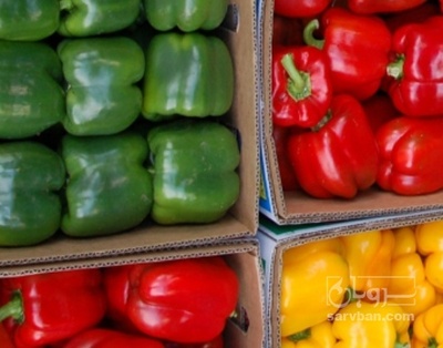 فروش فلفل دلمه ای رنگی