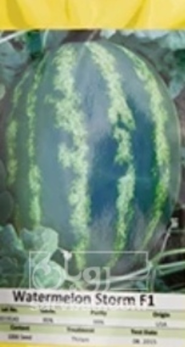 فروش هندوانه بیضی