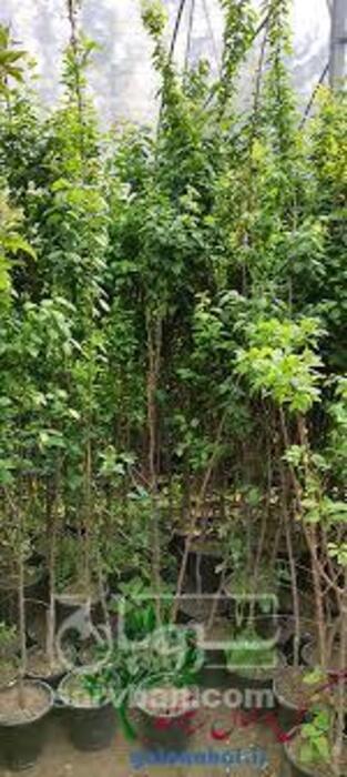 فروش نهال آلو