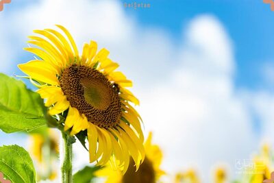 فروش تخمه آفتابگردان