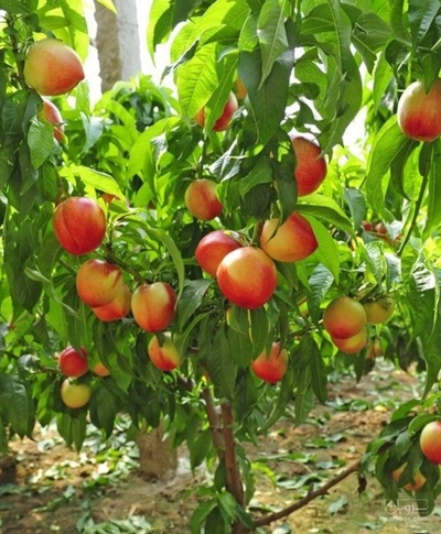 فروش شلیل