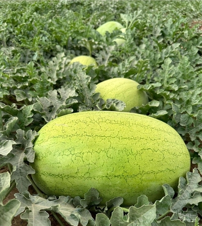 فروش هندوانه